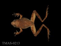 藏品(太田樹蛙)的圖片